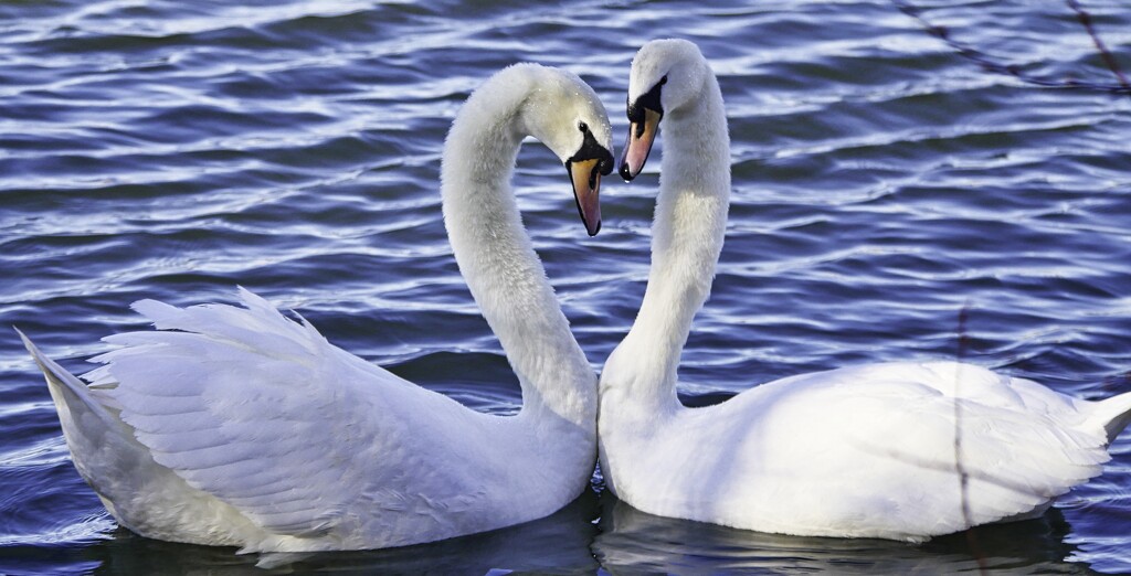 Swans by tonygig