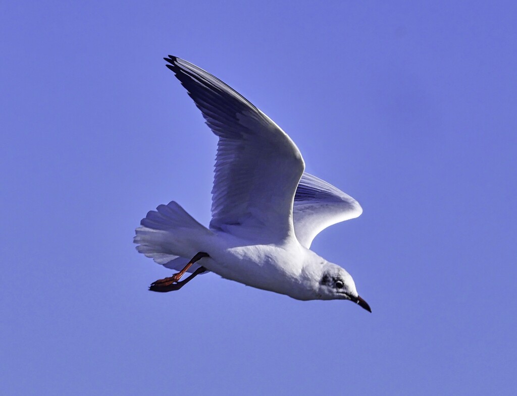 Gull in flight by tonygig