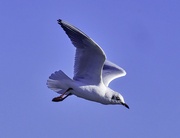 22nd Feb 2022 - Gull in flight
