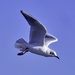 Gull in flight by tonygig
