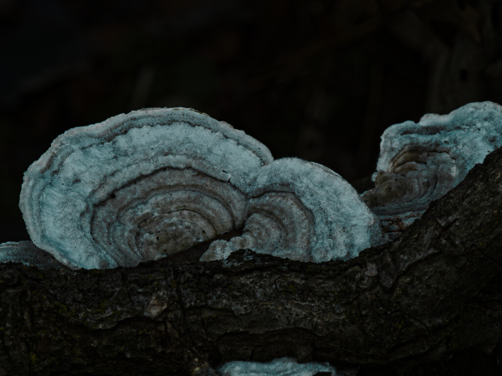fungus by rminer