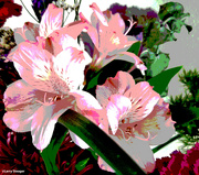 23rd Feb 2022 - Spring Lilies filter