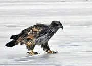 23rd Feb 2022 - Young Eagle