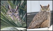 23rd Feb 2022 - They're Back. . .Two Great-Horned Owls