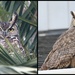 They're Back. . .Two Great-Horned Owls