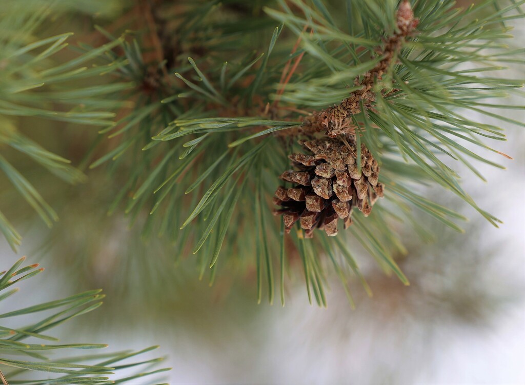 Pine by lynnz