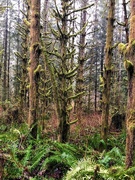 21st Feb 2022 - Mossy Forest 
