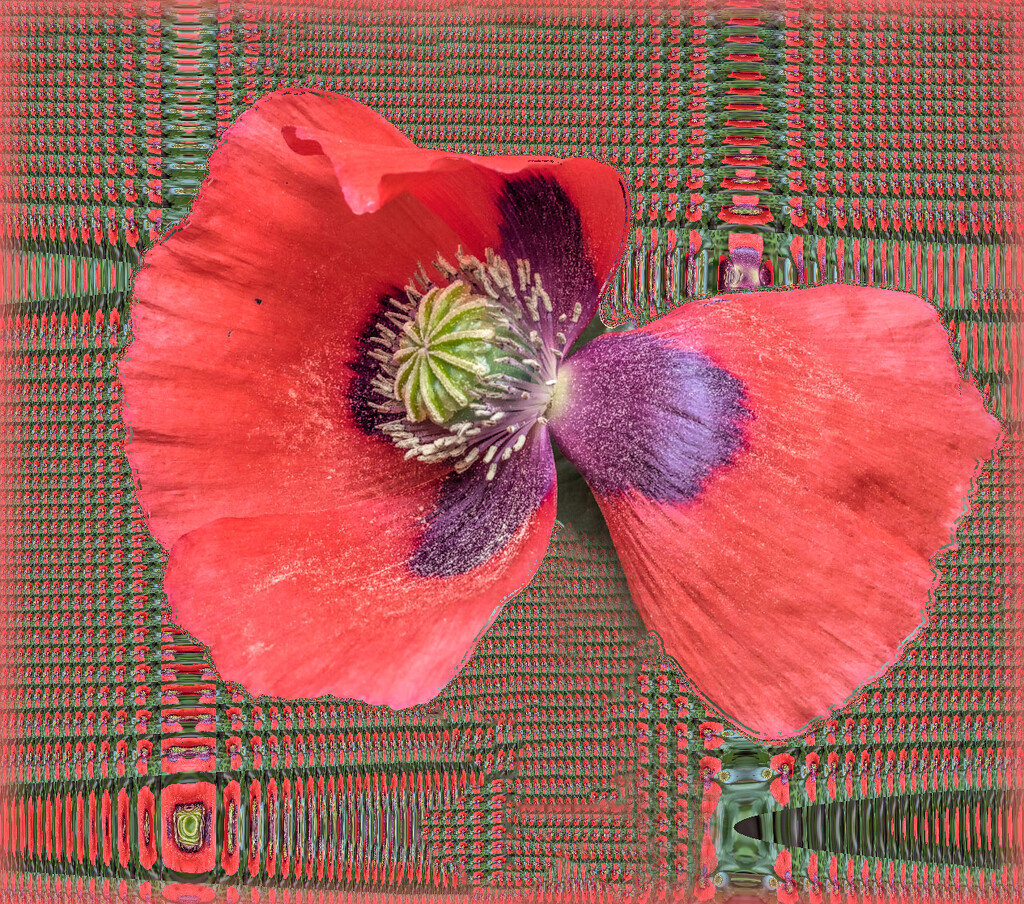 Poppy patterns by ludwigsdiana