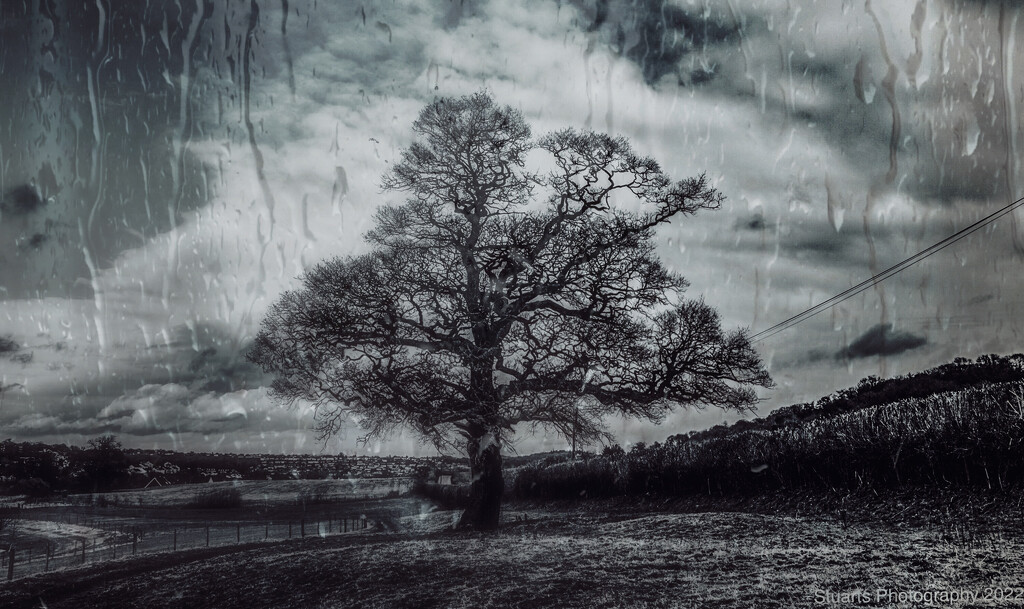 Black and white tree fields by stuart46