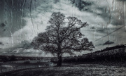 24th Feb 2022 - Black and white tree fields