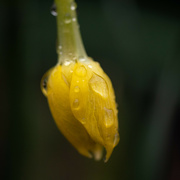24th Feb 2022 - 24th February - Daffodil & Droplet