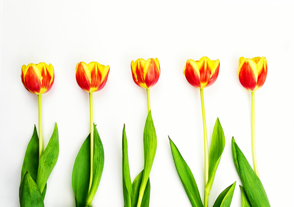 Tulips all in a row by jon_lip