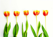 24th Feb 2022 - Tulips all in a row