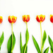 Tulips all in a row by jon_lip