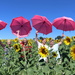Brolly Girls in the sunflowers by gilbertwood