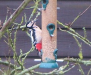 6th Feb 2022 - Spotted Woodpecker