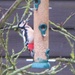 Spotted Woodpecker by lellie