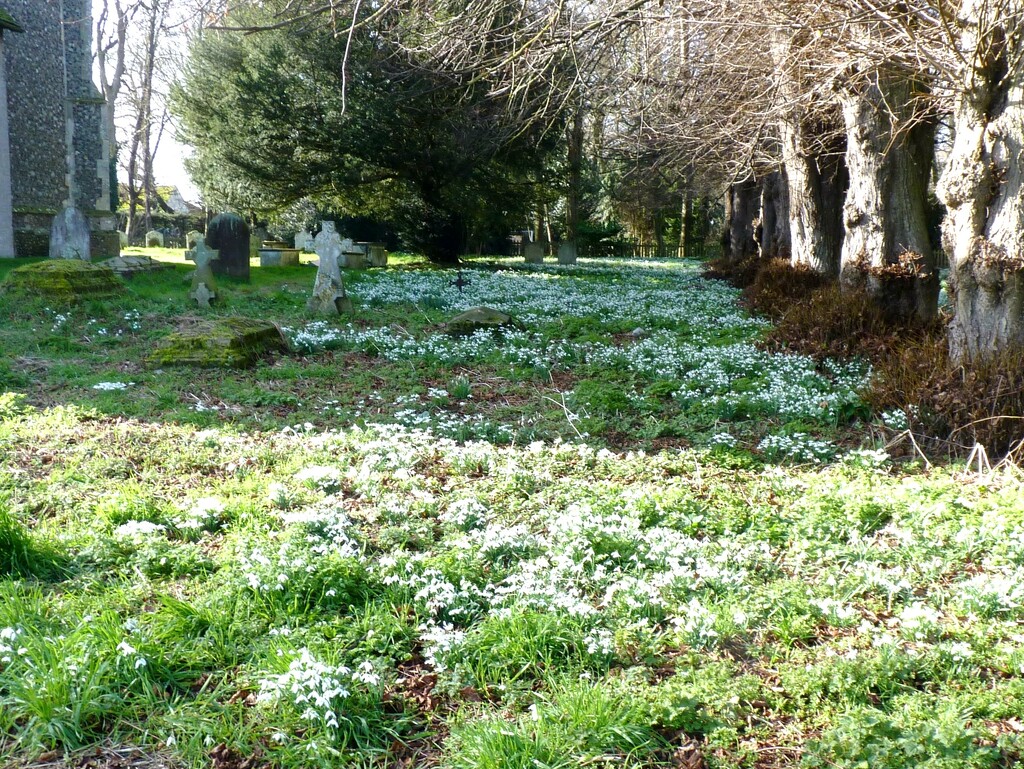 Snowdrops in Falkenham Church by lellie