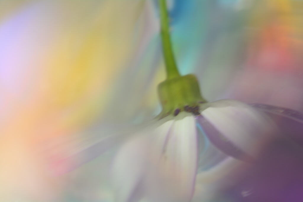 Senetti flower pastels......... by ziggy77