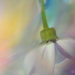 Senetti flower pastels......... by ziggy77