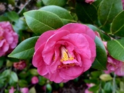 22nd Feb 2022 - Winter Camellias
