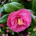 Winter Camellias by homeschoolmom