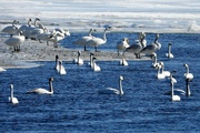 7th Feb 2022 - Trumpeter Swans