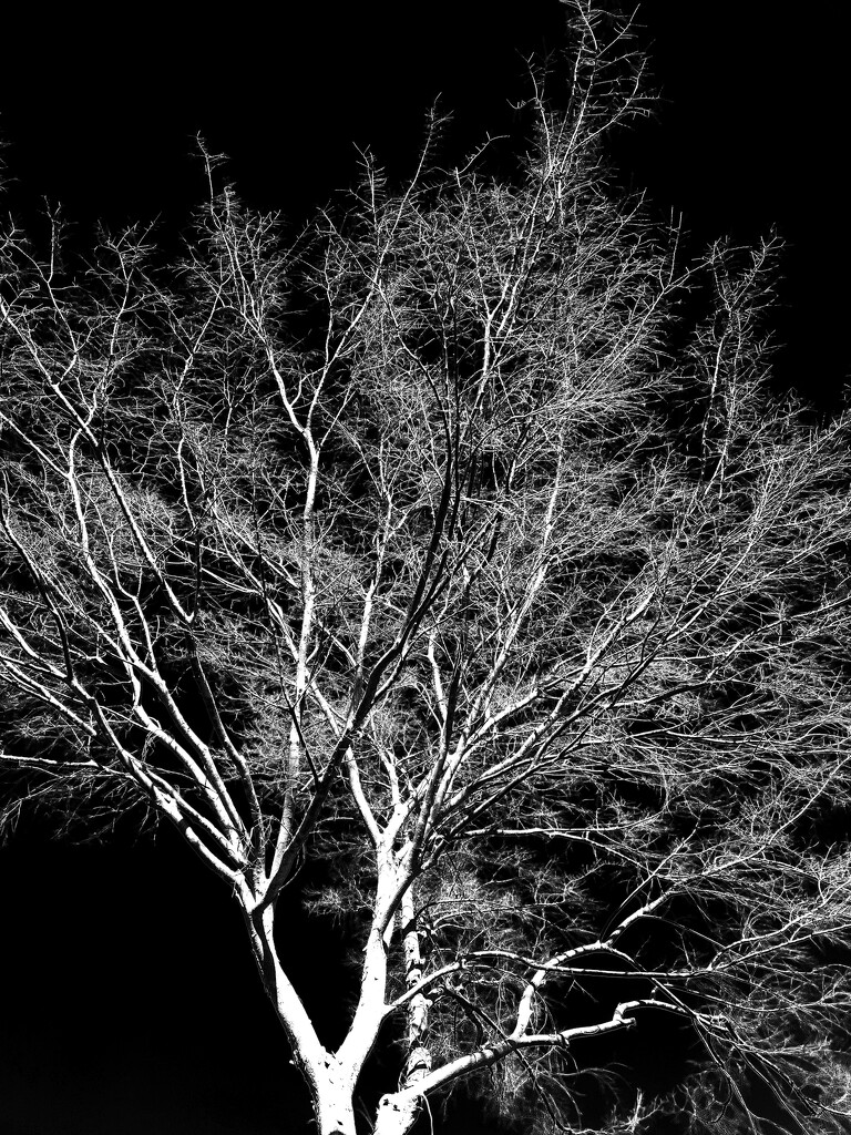 High Contrast Tree by shutterbug49