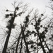 02-24 - Mistletoe by talmon