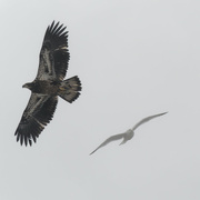 24th Feb 2022 - eagle and gull