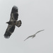 eagle and gull by rminer
