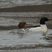common mergansers by rminer