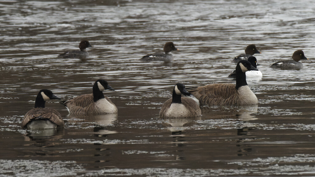 Canada geese and goldeneyes by rminer