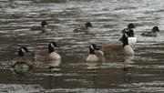 24th Feb 2022 - Canada geese and goldeneyes