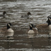 Canada geese and goldeneyes by rminer