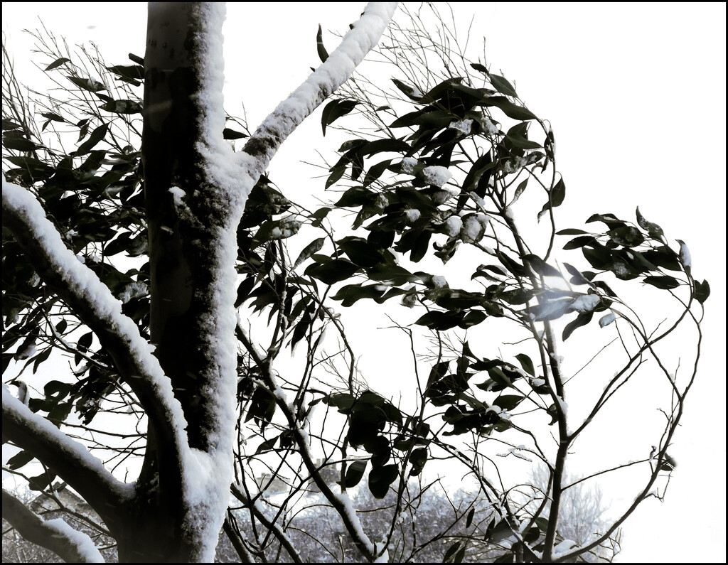 Wintry Eucalyptus by sanderling