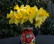 24th Feb 2022 - A host of golden daffodils