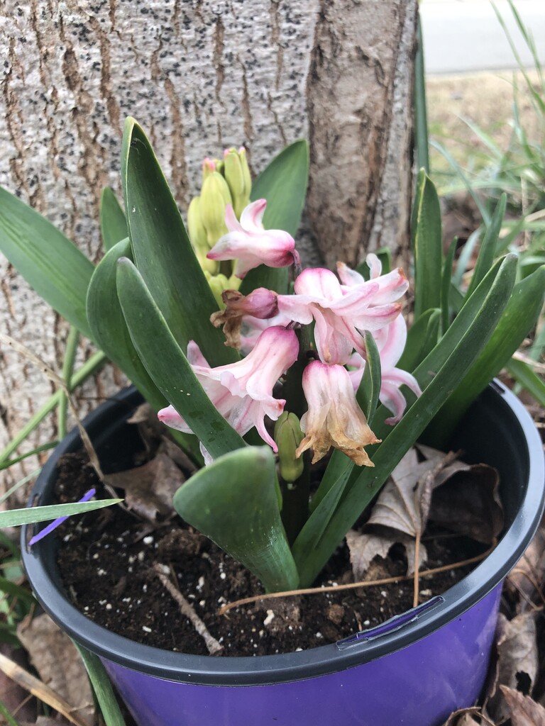 Hyacinth pot by homeschoolmom