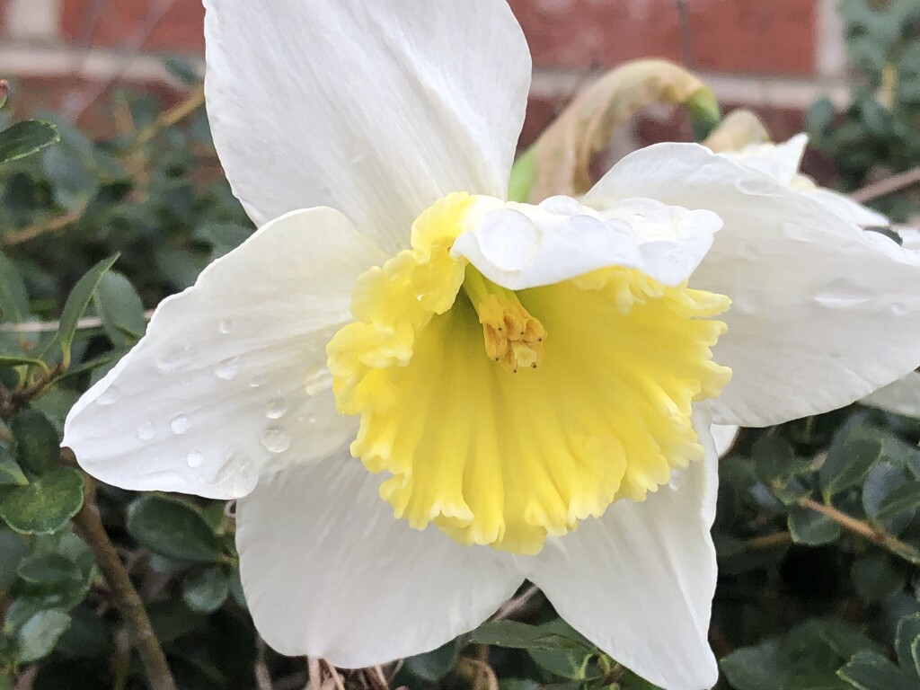 Sprinkled Daffodil by homeschoolmom