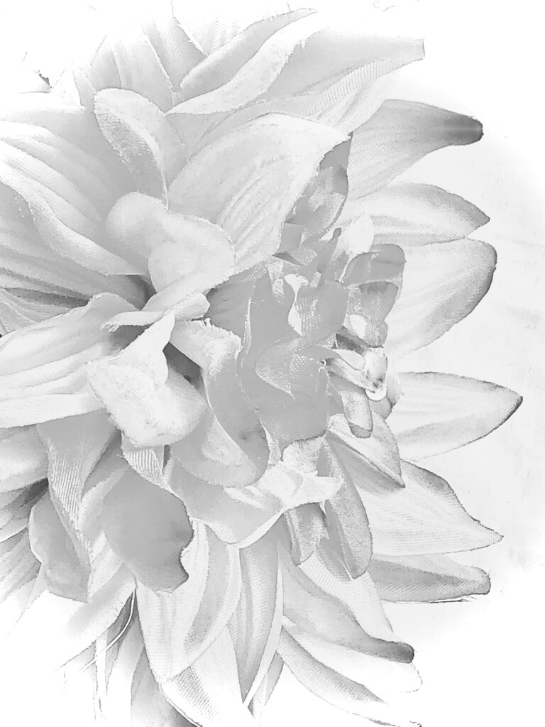 FOR-highkey white flower by homeschoolmom