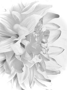 22nd Feb 2022 - FOR-highkey white flower