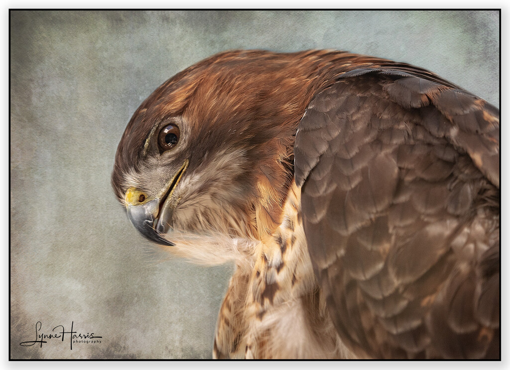 Hawk by lynne5477