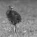 Baby Takahe at Western Springs by creative_shots