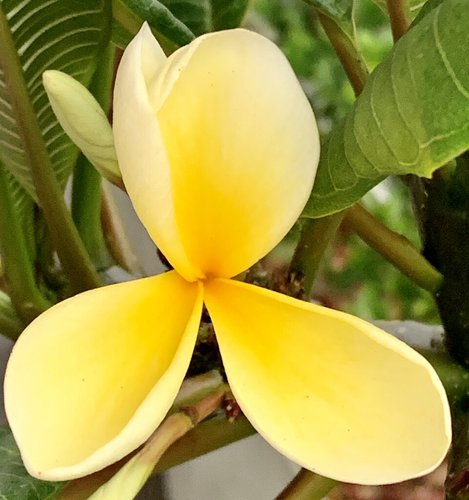 My delightful frangipani! by deidre