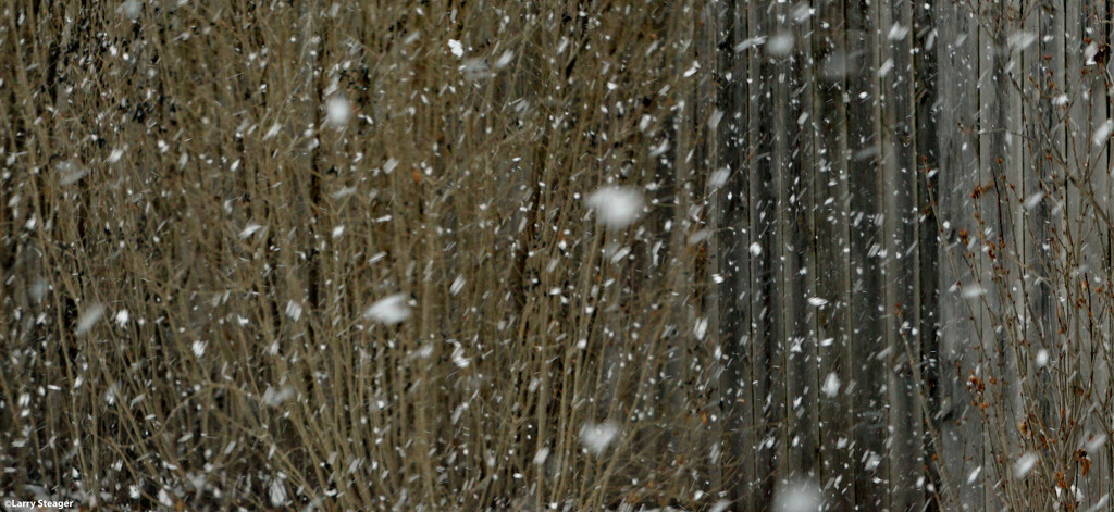 Snow falling by larrysphotos