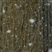 Snow falling by larrysphotos