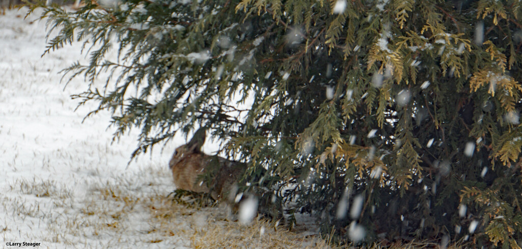 Snow storm bunny by larrysphotos
