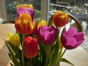 22nd Feb 2022 - Tulips