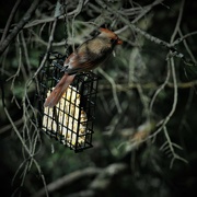 22nd Feb 2022 - Day 53: Lady Cardinal 