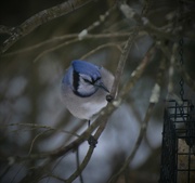 20th Feb 2022 - Day 51: Impatient Jay !